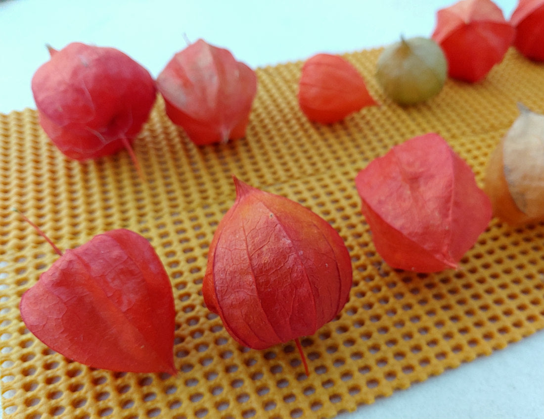 Loose Dried Chinese Lanterns (Lot of 10)