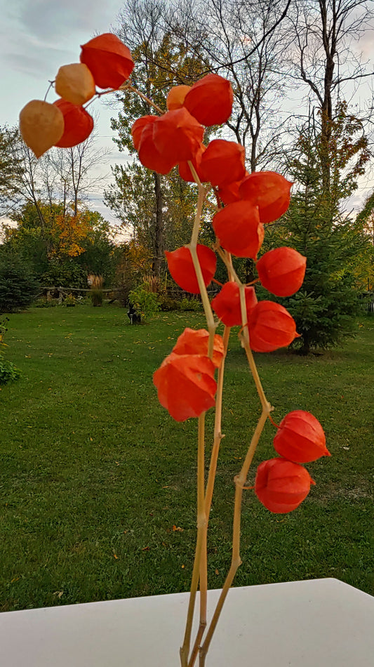 Dried Chinese Lantern Bunch
