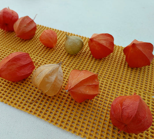 Loose Dried Chinese Lanterns (Lot of 10)