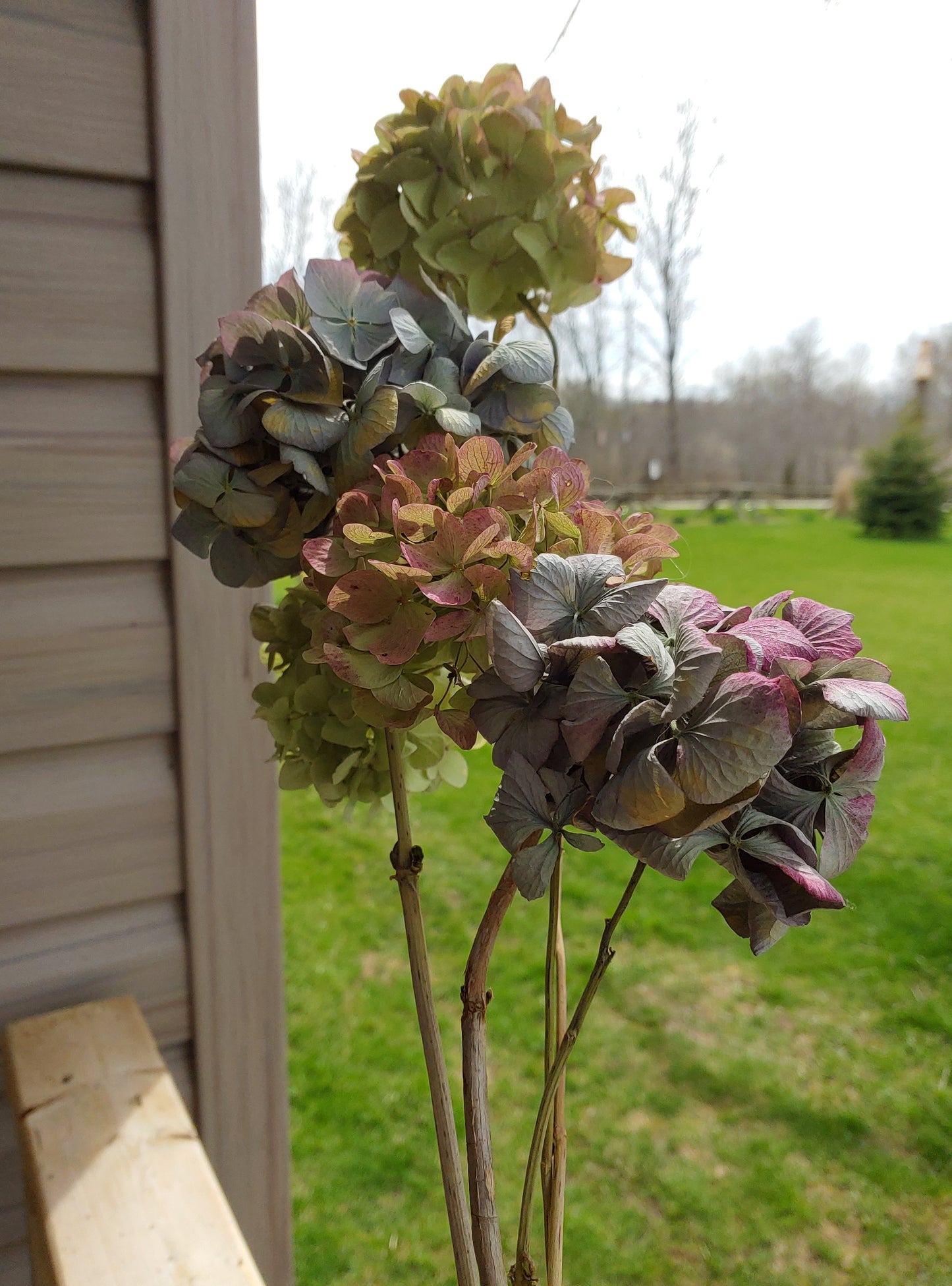Dried Hydrangea Bunch (4 Stems)